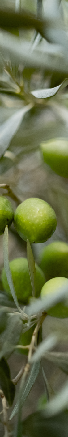 Zeytin